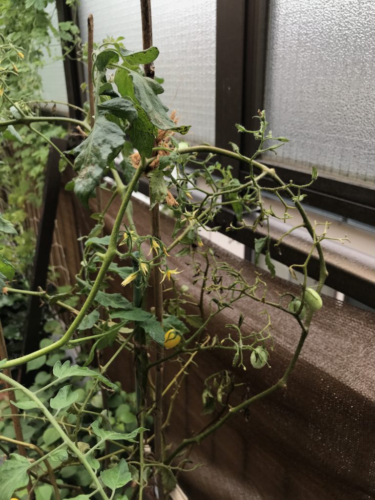 ミニトマト枯れの原因はトマトサビダニかも 東京バルコニーログ Tokyo Balcony Log