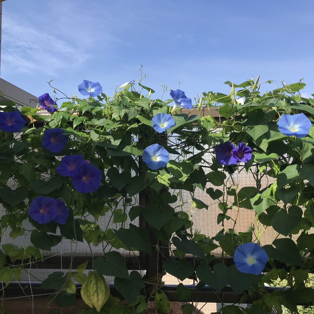 ハイビスカス Hibiscus 東京バルコニーログ Tokyo Balcony Log